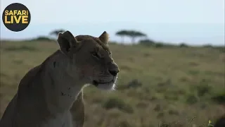 safariLIVE- Sunrise Safari - September 27, 2018