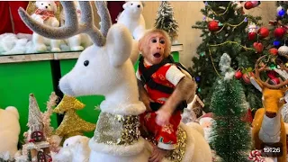 Bibi received special Christmas gift from J Taylor #cutemonkey #bibimonkey #animal