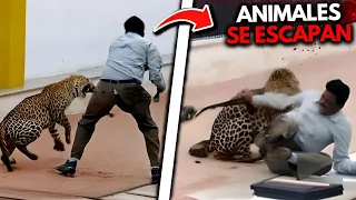 😱 Estos 3 Visitantes del Zoo fueron MUTILADOS por Animales ESCAPADOS