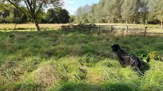 Bonnie, Gordon Setter, Bella, Bracco Italiano  working heavy ground cover.