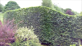 Tricky Hornbeam Hedge Cut