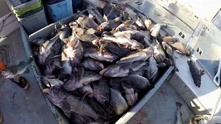 Jig Fishing for Black Rockfish in Alaska