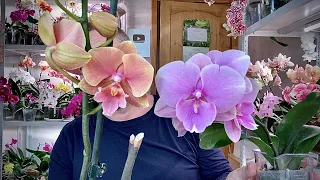 orchids DISAPPOINTMENT gardeners scammers EXPECTATIONS and REAL orchid blooms