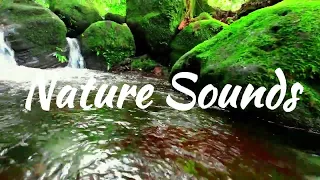 Nature Sounds of a Forest River for Relaxing - Birds Chirping - White Noise - ASMR in 5 Minute