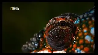 LOS ANIMALES MÁS RAROS DEL MUNDO | LOS MÁS RAROS DE LA TIERRA | DOCUMENTAL HD