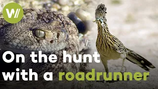 Roadrunner vs. Rattlesnake - On the hunt with a bird born to run