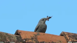 Modrokos mužijak i ženka gnježđenje -- Birds of Croatia