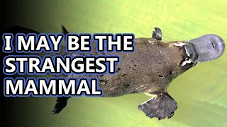 Platypus facts: mammals that lay eggs | Animal Fact Files