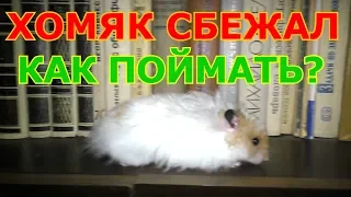 Хомяк сбежал из клетки. Как поймать?