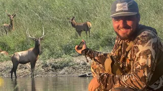 Colorado OTC Archery ELK HUNT