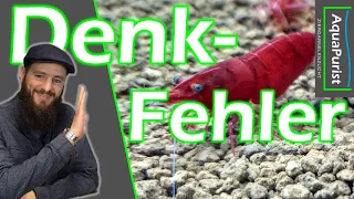 Diese 3 Dinge solltest du wissen BEVOR du mit Neocaridina Zwerggarnelen startest!