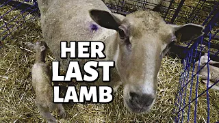 7 DAYS OF LAMBING: DAY THREE (HER LAST LAMBING...HOW OLD is she??): Vlog 349