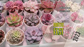 Выставка-ярмарка Cactus Fest в ARTPLAY. Осень 2023. Часть 1.