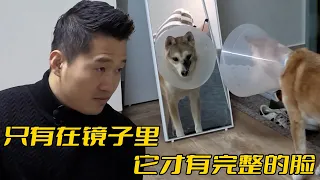 柴犬被送去訓練所20天，竟然弄丟了自己的左臉，訓犬師一眼落淚