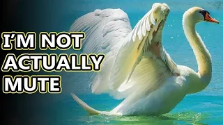 Mute Swan facts: they aren't really mute | Animal Fact Files