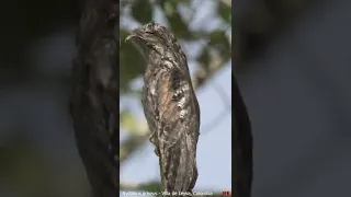 Nyctibius griseus Villa de Leyva Colombia