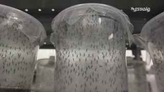 Fábrica produz mosquito da dengue transgênico