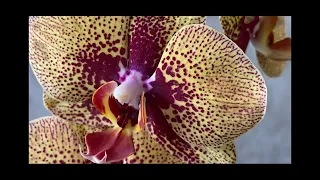 У меня новая редчайшая орхидея!))) Домашнее видео обо всём ))) и даже Бантик)))))