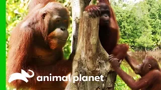 Chen Chen Reunites With Friends After Recovering From Injury | Orangutan Island