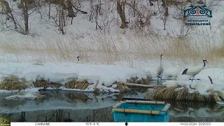 Fox and red-crowned crane family. Лисица и японские журавли. о.Кунашир