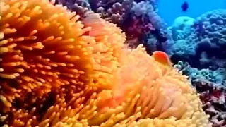 El mejor Documental  Австралия  Большой  Барьерный  риф