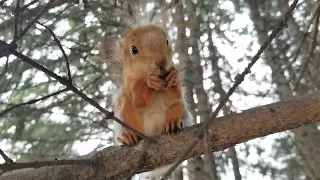 Бельчатки и их друг бурундук 🐿️