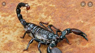 Интересные факты про скорпионов(Interesting facts about scorpions).