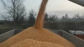 Corn Harvest 2020/Kukorica aratás /Mtz/Claas/hw