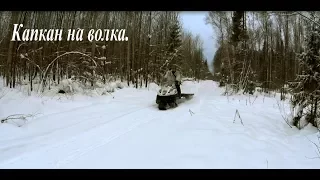 Капкан на волка! A trap on a wolf!