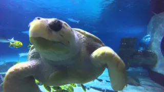 Adventure Aquarium, NJ 2016