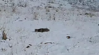 Wildlife of Iran, Wildcat