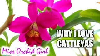 5 reasons to love Cattleya Orchids