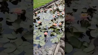 Lotus Pond🌸 Summer Plants