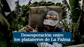 Desesperación entre los plataneros de La Palma: "Estuve toda la noche llorando"