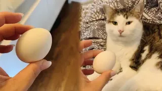 Девушка положила рядом с котом куриное яйцо и его реакция поразила пользователей сети