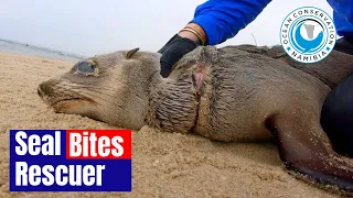 Entangled Seal Bites His Rescuer