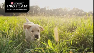 Purina Pro Plan- What if you could give your puppy a head start in life?