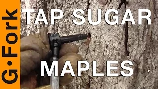 DIY Tapping Maple Trees For Maple Syrup - GardenFork