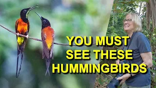 I Found the Most Beautiful Hummingbird in Brazil