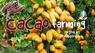 Part 3- Free Seminar || How cacao farming profitable in the Philippines?