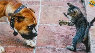 Funny ANIMAL videos😊 Funniest CATS😹 and DOGS🐶 2024