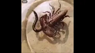 Скорпион против сколопендры.Яд скорпиона очень опасен, скорпион впрыскивает его в свою жертву