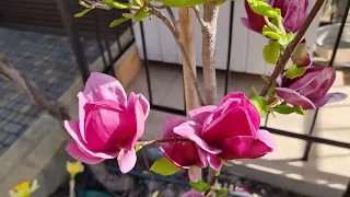 Магнолія Джені/Magnolia soulangiana Genie/ Україна💙💛