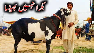 Biggest Bakra In Punjab In Sohail Goat Farme || Biggest Goats In Pakistan || Bakra Mandi