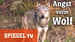 Zum Abschuss freigegeben: Die Angst vor dem Wolf | SPIEGEL TV