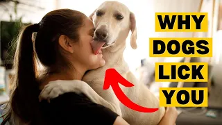 10 Reasons Dogs Actually LICK