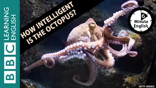 How intelligent is the octopus? 6 Minute English