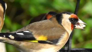 Goldfinch  - Beau Chardonneret élégant - Jilguero