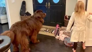 Newfoundland hilariously reacts to little girl best friend