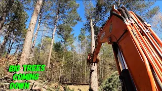 Land clearing some big pines with the mini excavator